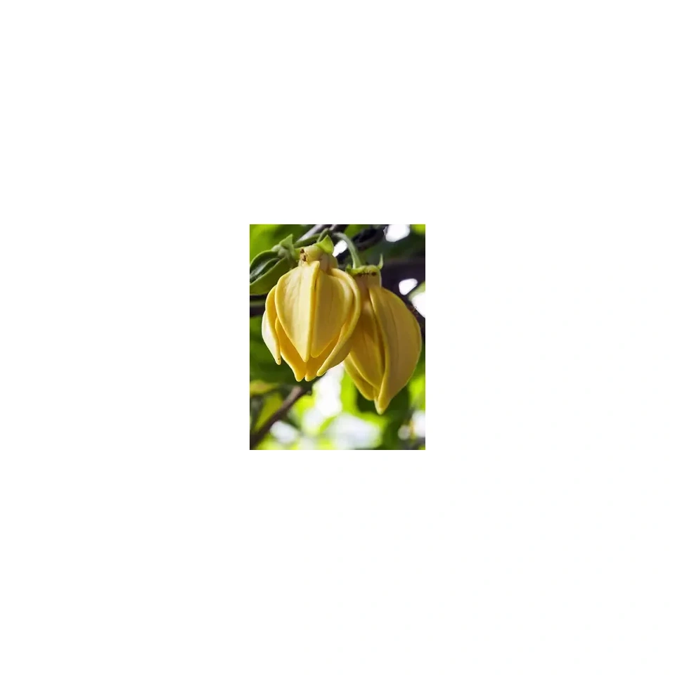 Aroomiõli Ylang-Ylang 20ml küünlale-seebile.webp