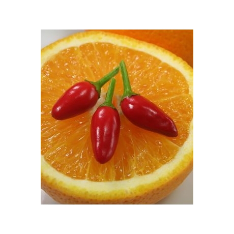 chili mandarin küünla aroomiõli.jpg
