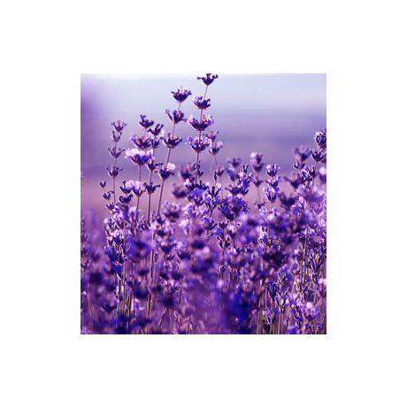 Küünla aroomiõli 10ml Lavendel