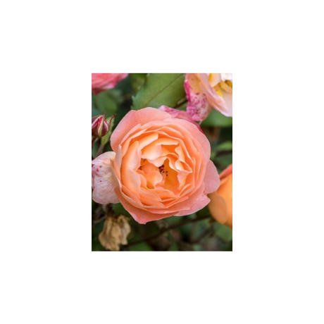 Aroomiõli Summer Rose 30ml