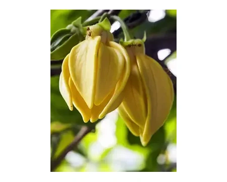Aroomiõli Ylang-Ylang 20ml küünlale/seebile