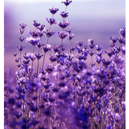 Küünla aroomiõli 10ml Lavendel