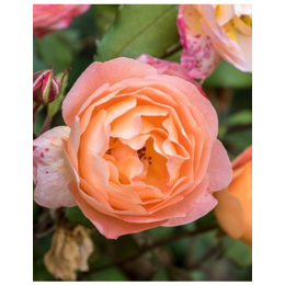 Aroomiõli Summer Rose 500ml