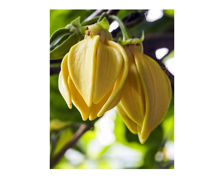 Aroomiõli Ylang-Ylang 500ml hulgipakend