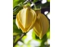 Aroomiõli Ylang-Ylang 20ml küünlale-seebile.webp